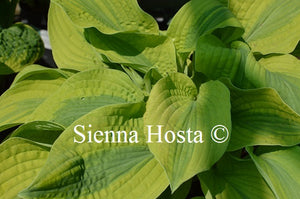 Hosta 'Velvet Moon'