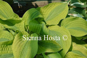 Hosta 'Abiqua Moon'