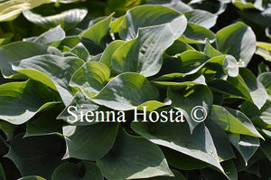 Hosta 'Wagtail'