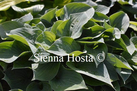 Hosta 'Wagtail'