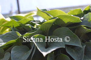 Hosta 'Wagtail'