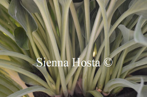 Hosta 'Wagtail'