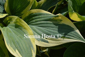 Hosta Wolverine