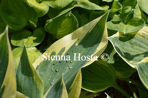 Hosta Wolverine