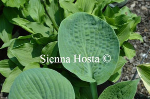 Hosta Paradise Ocean