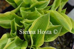 Hosta 'My Marianne'