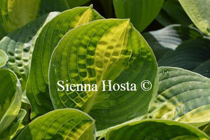 Hosta Warwick Comet