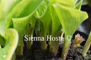 Hosta 'My Marianne'