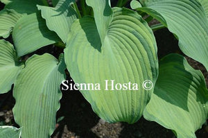 Hosta 'Beckoning'