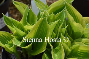 Hosta 'My Marianne'