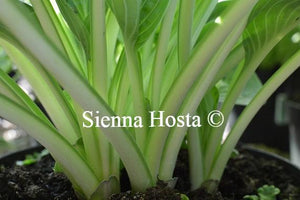 Hosta Warwick Comet