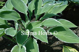Hosta Tom Schmid