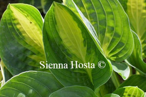 Hosta Warwick Comet