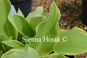 Hosta 'My Cup of Tea'