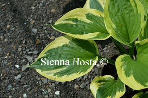 Hosta 'Twilight'