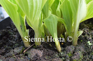 Hosta 'My Cup of Tea'