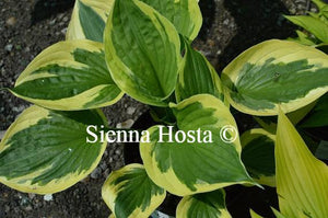 Hosta 'Twilight'