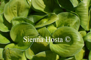 Hosta 'Wylde Green Cream'