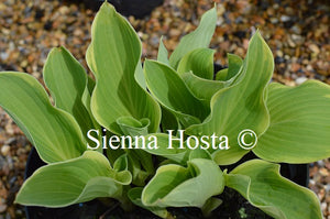 Hosta 'My Cup of Tea'