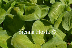 Hosta 'Wylde Green Cream'