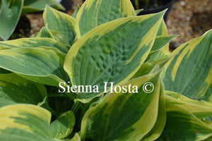 Hosta My Claire