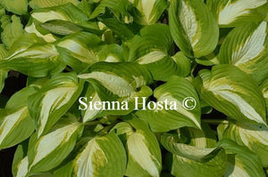 Hosta Summer Music