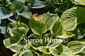 Hosta 'Warwick Edge'
