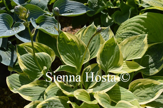 Hosta 'Warwick Edge'