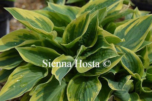 Hosta My Claire