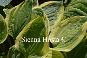 Hosta 'Warwick Edge'