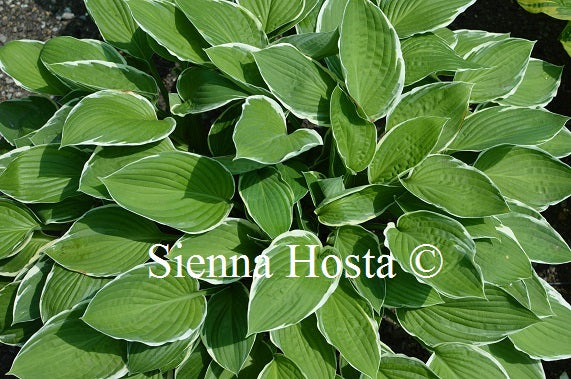 Hosta 'Carol'