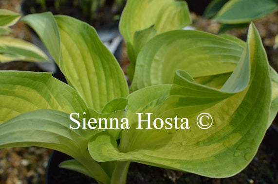 Hosta 'My Child Insook'