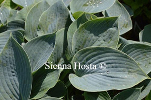 Hosta Blue Wedgwood