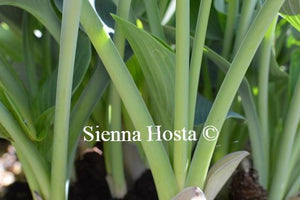 Hosta Blue Wedgwood