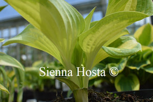 Hosta 'My Child Insook'