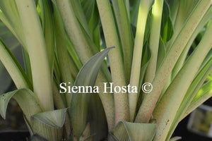 Hosta Touch of Class Stems