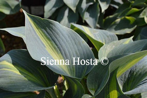 Hosta 'Catherine'