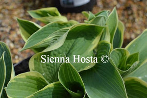 Hosta Northern Exposure