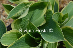 Hosta Northern Exposure