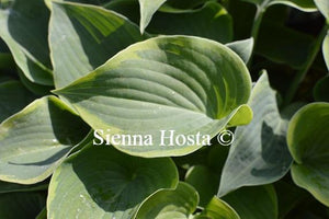 Hosta Toy Soldier