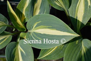 Hosta Timeless Beauty