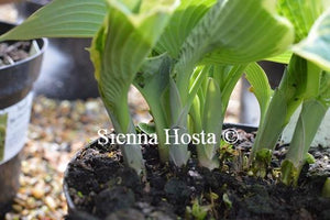 Hosta Northern Exposure