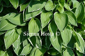 Hosta Allan P McConnell