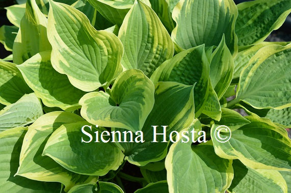 Hosta 'Angel Feathers'