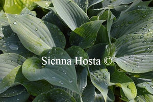 Hosta Valley's Vanilla Sticks