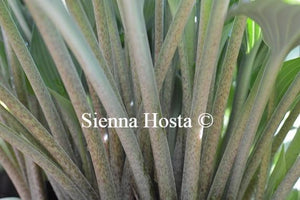 Hosta Valley's Vanilla Sticks