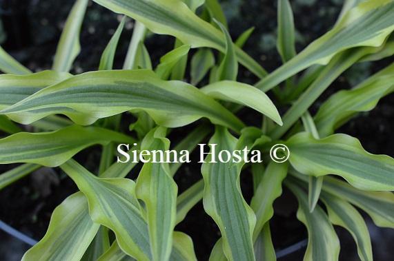 Hosta Alakazaam