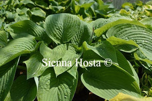 Hosta T-Rex