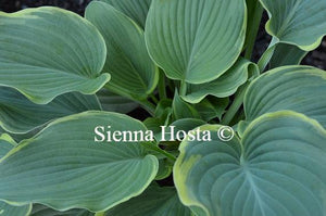 Hosta Arc de Triomphe