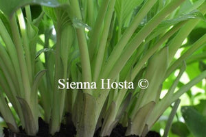 Hosta T-Rex